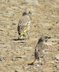 Crithagra citrinipectus