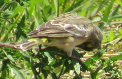 Crithagra citrinipectus