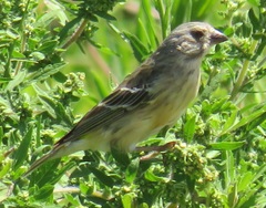 Crithagra citrinipectus