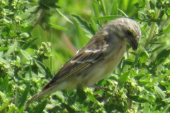 Crithagra citrinipectus