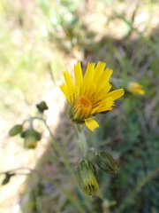 Hieracium glaucinum