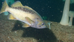 Sebastes flavidus