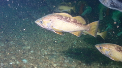 Sebastes flavidus