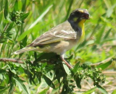 Crithagra citrinipectus