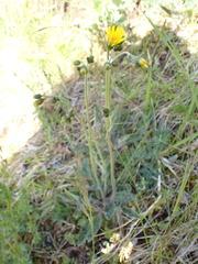Hieracium glaucinum