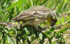 Crithagra citrinipectus