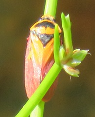 Locris areata