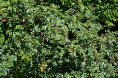 Zanthoxylum simulans