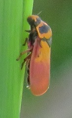 Locris areata