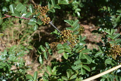 Zanthoxylum simulans