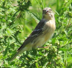 Crithagra citrinipectus