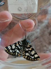 Eurranthis plummistaria