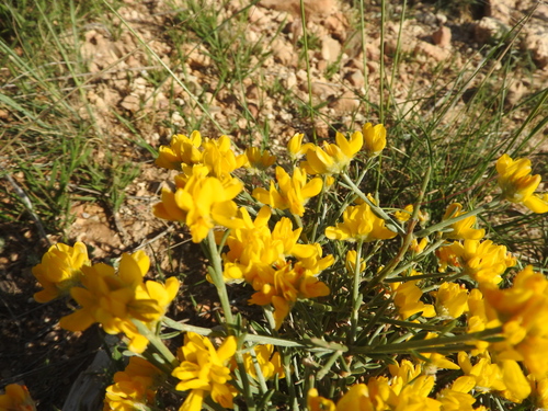 Genista microcephala image