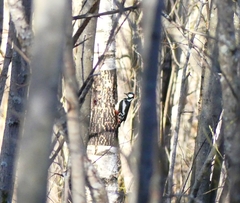 Dendrocopos major