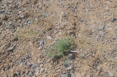 Lomatium quintuplex