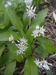 Allium ursinum