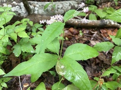 Asclepias quadrifolia