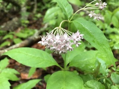 Asclepias quadrifolia