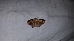 Nematocampa completa