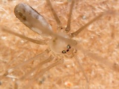 Pholcus phalangioides