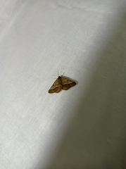Isturgia murinaria