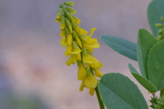 Melilotus italicus
