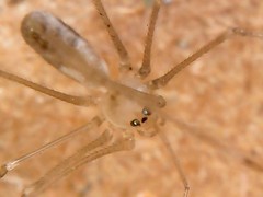 Pholcus phalangioides