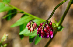 Vicia nigricans