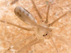 Pholcus phalangioides