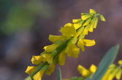 Melilotus italicus