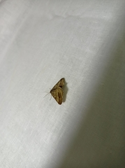 Isturgia murinaria