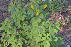 Melilotus italicus