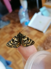 Eurranthis plummistaria