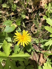 Taraxacum officinale