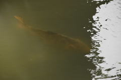 Cyprinus carpio carpio