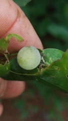 Amphibolips quercusracemaria