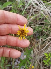 Helenium drummondii