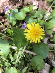 Taraxacum officinale