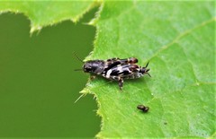 Ellipes minuta