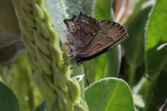 Callophrys irus
