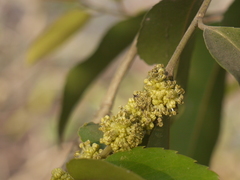 Putranjiva roxburghii