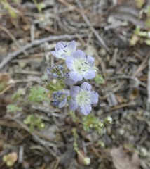 Phacelia dubia