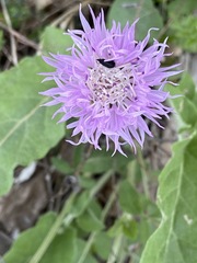 Psephellus leucophyllus