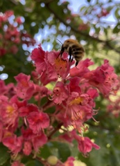 Bombus