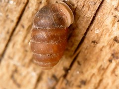 Pupilla muscorum