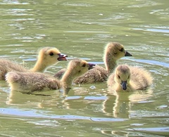 Branta canadensis