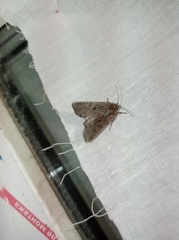 Lacanobia thalassina