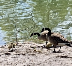 Branta canadensis