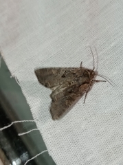 Lacanobia thalassina