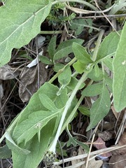 Psephellus leucophyllus